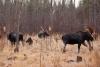 Moose near the Gunflint Trail. Photo by Katie Mumm